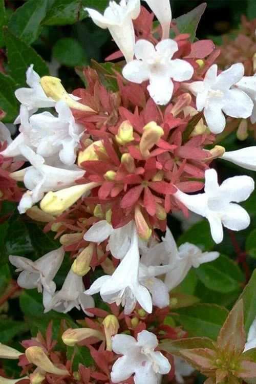 Little Richard Dwarf Abelia - 3 Gallon Pot 7 Little Richard Dwarf Abelia - 3 Gallon Pot - Image 7