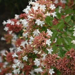 Little Richard Dwarf Abelia - 3 Gallon Pot 15 Little Richard Dwarf Abelia - 3 Gallon Pot -Green Garden Outdoor Shop abelia grandiflora little richard 8
