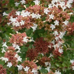 Little Richard Dwarf Abelia - 3 Gallon Pot 17 Little Richard Dwarf Abelia - 3 Gallon Pot -Green Garden Outdoor Shop abelia grandiflora little richard 9
