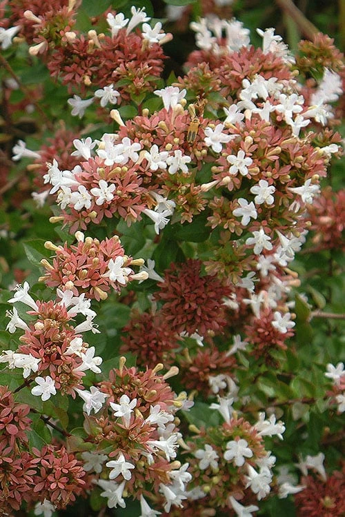 Little Richard Dwarf Abelia - 3 Gallon Pot 8 Little Richard Dwarf Abelia - 3 Gallon Pot - Image 8