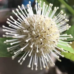 Adina Rubella Buttonbush - 3 Gallon Pot