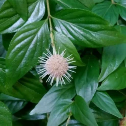 Adina Rubella Buttonbush - 3 Gallon Pot -Green Garden Outdoor Shop adina rubella chinese buttonbush 2