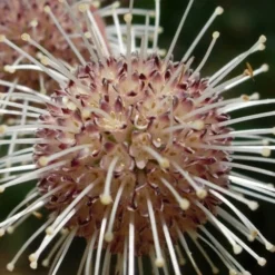 Adina Rubella Buttonbush - 3 Gallon Pot -Green Garden Outdoor Shop adina rubella chinese buttonbush 4