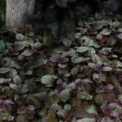 Bronze Beauty Ajuga (Bugleweed) - 10 Pack Of 4" Pint Pots -Green Garden Outdoor Shop ajuga bronze beauty 30