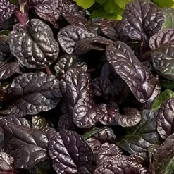 Fierce Falcon Ajuga (Bugleweed) - 5 Pack Of Quart Pots