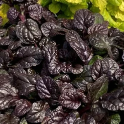 Fierce Falcon Ajuga (Bugleweed) - 5 Pack Of Quart Pots 9 Fierce Falcon Ajuga (Bugleweed) - 5 Pack Of Quart Pots -Green Garden Outdoor Shop ajuga fierce falcon 4