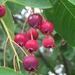 Shadblow Serviceberry Tree (Amelanchier Canadensis) - 5 Gallon Pot -Green Garden Outdoor Shop amelanchier arborea shadblow serviceberry berries 3