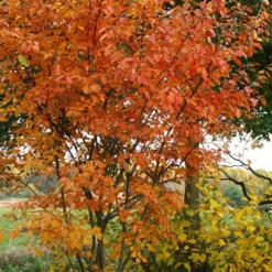 Shadblow Serviceberry Tree (Amelanchier Canadensis) - 5 Gallon Pot -Green Garden Outdoor Shop amelanchier arborea shadblow serviceberry fall foliage