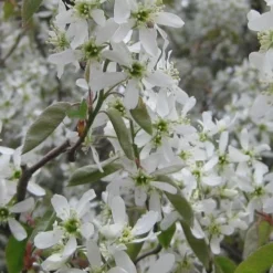 Shadblow Serviceberry Tree (Amelanchier Canadensis) - 5 Gallon Pot -Green Garden Outdoor Shop amelanchier arborea shadblow serviceberry flowers 4