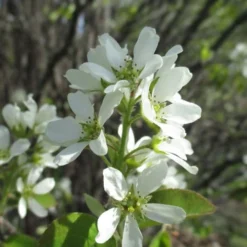 Shadblow Serviceberry Tree (Amelanchier Canadensis) - 5 Gallon Pot -Green Garden Outdoor Shop amelanchier arborea shadblow serviceberry flowers 5