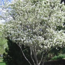 Shadblow Serviceberry Tree (Amelanchier Canadensis) - 5 Gallon Pot -Green Garden Outdoor Shop amelanchier arborea shadblow serviceberry tree 2