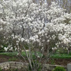 Shadblow Serviceberry Tree (Amelanchier Canadensis) - 5 Gallon Pot -Green Garden Outdoor Shop amelanchier arborea shadblow serviceberry tree 3