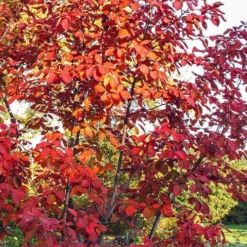 Autumn Brilliance Serviceberry Tree - 1 Gallon Pot -Green Garden Outdoor Shop amelanchier grandiflora autumn brilliance serviceberry 3