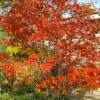 Autumn Brilliance Serviceberry Tree - 1 Gallon Pot
