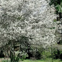 Autumn Brilliance Serviceberry Tree - 1 Gallon Pot -Green Garden Outdoor Shop amelanchier grandiflora autumn brilliance serviceberry 5