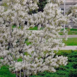 Autumn Brilliance Serviceberry Tree - 1 Gallon Pot -Green Garden Outdoor Shop amelanchier grandiflora autumn brilliance serviceberry 6
