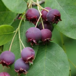 Autumn Brilliance Serviceberry Tree - 1 Gallon Pot -Green Garden Outdoor Shop amelanchier grandiflora autumn brilliance serviceberry 8