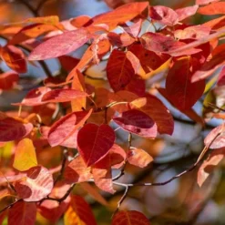 Autumn Brilliance Serviceberry Tree - 1 Gallon Pot -Green Garden Outdoor Shop amelanchier grandiflora autumn brilliance serviceberry 9