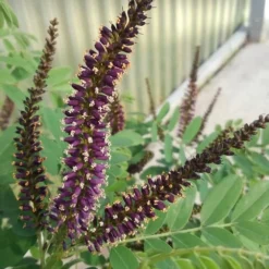 Indigo Bush (Amorpha Fruticosa) - 3 Gallon Pot -Green Garden Outdoor Shop amorpha fruticosa indigo bush 10