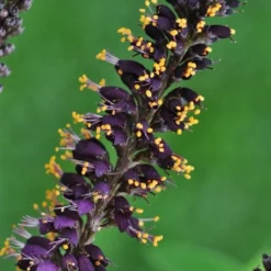 Indigo Bush (Amorpha Fruticosa) - 3 Gallon Pot -Green Garden Outdoor Shop amorpha fruticosa indigo bush 11