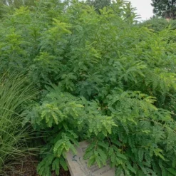 Indigo Bush (Amorpha Fruticosa) - 3 Gallon Pot -Green Garden Outdoor Shop amorpha fruticosa indigo bush 14