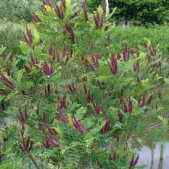 Indigo Bush (Amorpha Fruticosa) - 3 Gallon Pot -Green Garden Outdoor Shop amorpha fruticosa indigo bush 15