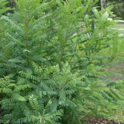 Indigo Bush (Amorpha Fruticosa) - 3 Gallon Pot -Green Garden Outdoor Shop amorpha fruticosa indigo bush 19