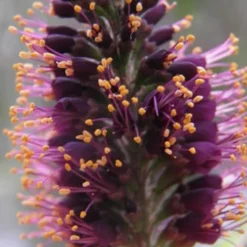Indigo Bush (Amorpha Fruticosa) - 3 Gallon Pot -Green Garden Outdoor Shop amorpha fruticosa indigo bush 2