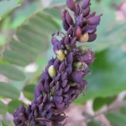 Indigo Bush (Amorpha Fruticosa) - 3 Gallon Pot -Green Garden Outdoor Shop amorpha fruticosa indigo bush 3