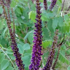 Indigo Bush (Amorpha Fruticosa) - 3 Gallon Pot -Green Garden Outdoor Shop amorpha fruticosa indigo bush 5