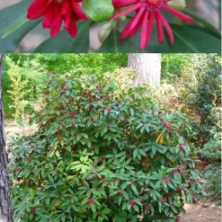 Florida Anise - Illicium Floridanum - 3 Gallon Pot 10 Florida Anise - Illicium Floridanum - 3 Gallon Pot -Green Garden Outdoor Shop anise florida illicium floridanum 500x750 1