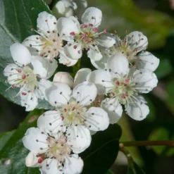 Red Chokeberry (Aronia Arbutifolia) - 3 Pack Of 1.5 Quart Pots -Green Garden Outdoor Shop aronia arbutifolia red chokeberry 1
