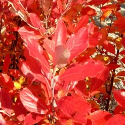 Red Chokeberry (Aronia Arbutifolia) - 3 Pack Of 1.5 Quart Pots -Green Garden Outdoor Shop aronia arbutifolia red chokeberry 3