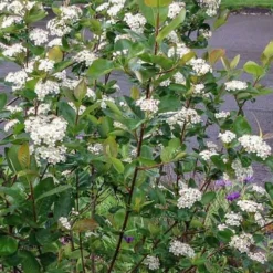 Red Chokeberry (Aronia Arbutifolia) - 3 Gallon Pot -Green Garden Outdoor Shop aronia arbutifolia red chokeberry 4 1