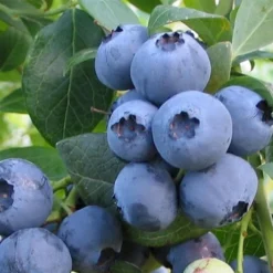 Alapaha Rabbiteye Blueberry - 3 Gallon Pot -Green Garden Outdoor Shop blueberry alapaha