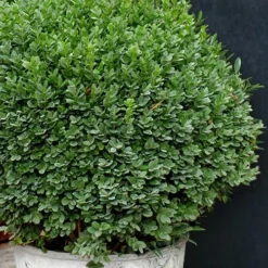Korean Dwarf Boxwood - Buxus Sinica Var. Insularis 'Nana' - 1 Gallon Pot