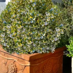 Sunburst Variegated Korean Boxwood - 1 Gallon Pot 13 Sunburst Variegated Korean Boxwood - 1 Gallon Pot -Green Garden Outdoor Shop boxwood sunburst golden 11