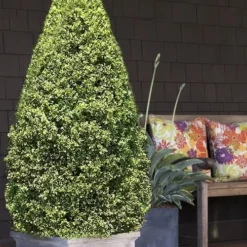 Variegated Boxwood (Buxus Sempervirens 'Aureovariegata') - 2 Gallon Pot -Green Garden Outdoor Shop boxwood variegated cone 2 1