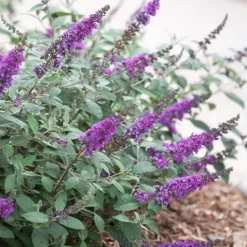 Lo & Behold Blue Chip Junior Butterfly Bush - 5 Pack Of Quart Pots