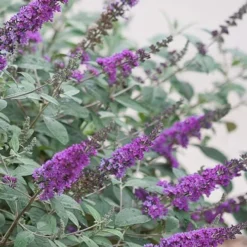 Lo & Behold Blue Chip Junior Butterfly Bush - 3 Gallon Pot -Green Garden Outdoor Shop buddleia blue chip junior butterfly bush 4 1