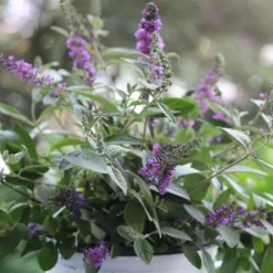 Lo & Behold Blue Chip Junior Butterfly Bush - 3 Gallon Pot -Green Garden Outdoor Shop buddleia blue chip junior butterfly bush 6 1