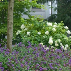 Lo & Behold Blue Chip Junior Butterfly Bush - 3 Gallon Pot -Green Garden Outdoor Shop buddleia blue chip junior butterfly bush 9 1