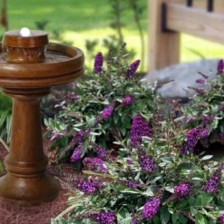 Blueberry Pie Dwarf Butterfly Bush (Buddleia) - 3 Gallon Pot -Green Garden Outdoor Shop buddleia blueberry pie butterfly bush 3