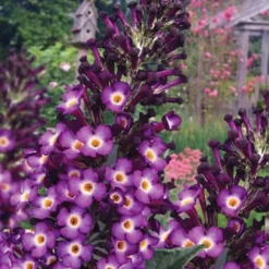 Blueberry Pie Dwarf Butterfly Bush (Buddleia) - 3 Gallon Pot