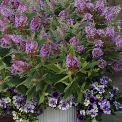 Dapper Lavender Butterfly Bush - 2 Gallon Pot -Green Garden Outdoor Shop buddleia davidii dapper lavender butterfly bush 3