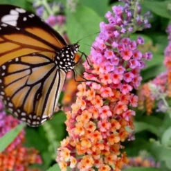 BiColor Butterfly Bush (Buddleia X Weyeriana) - 1 Gallon Pot