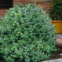 Gordo Boxwood - 6 Pack Of 1 Gallon Pots