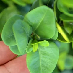 Gordo Boxwood - 6 Pack Of 1 Gallon Pots 10 Gordo Boxwood - 6 Pack Of 1 Gallon Pots -Green Garden Outdoor Shop buxus gordo boxwood 3 2