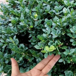Gordo Boxwood - 1 Gallon Pot -Green Garden Outdoor Shop buxus gordo boxwood 4
