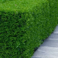 Gordo Boxwood - 1 Gallon Pot -Green Garden Outdoor Shop buxus gordo boxwood 5